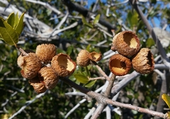 Quercus wislizeni frutescens