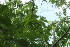Heliocarpus donnellsmithii