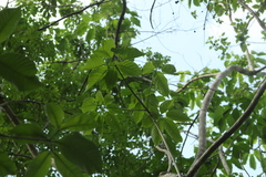 Heliocarpus donnellsmithii
