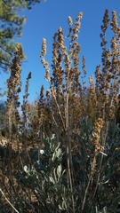 Artemisia tridentata tridentata