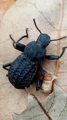 Polypleurus perforatus