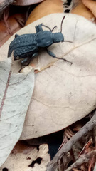 Polypleurus perforatus