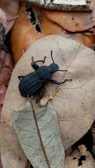 Polypleurus perforatus