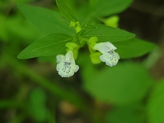Scutellaria nervosa