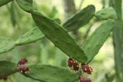 Opuntia dejecta
