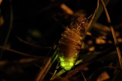 Lamprohiza mulsantii