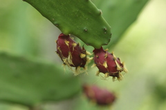 Opuntia dejecta