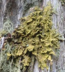Crocodia rubella