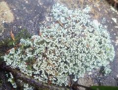 Stereocaulon corticatulum