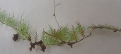 Thuidium laeviusculum