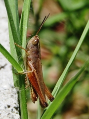 Amblytropidia australis