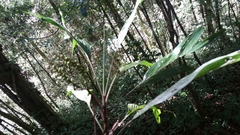 Dypsis catatiana