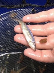 Lythrurus fasciolaris