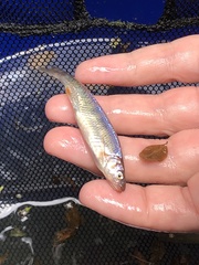 Lythrurus fasciolaris