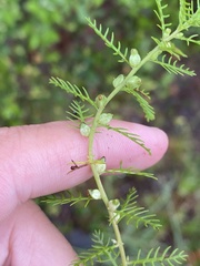 Proserpinaca pectinata