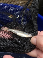 Lythrurus fasciolaris