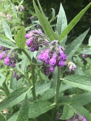 Symphytum officinale