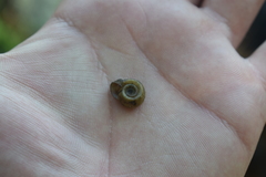 Planorbella campanulata