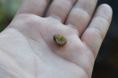 Planorbella campanulata