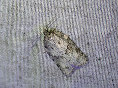 Acleris placidana