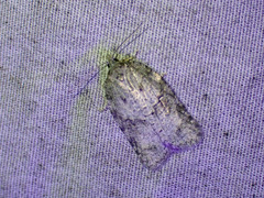 Acleris placidana