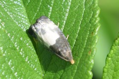 Notocelia cynosbatella