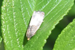 Notocelia cynosbatella