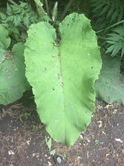 Arctium