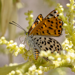 Apodemia chisosensis