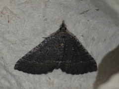 Chrysolarentia trygodes