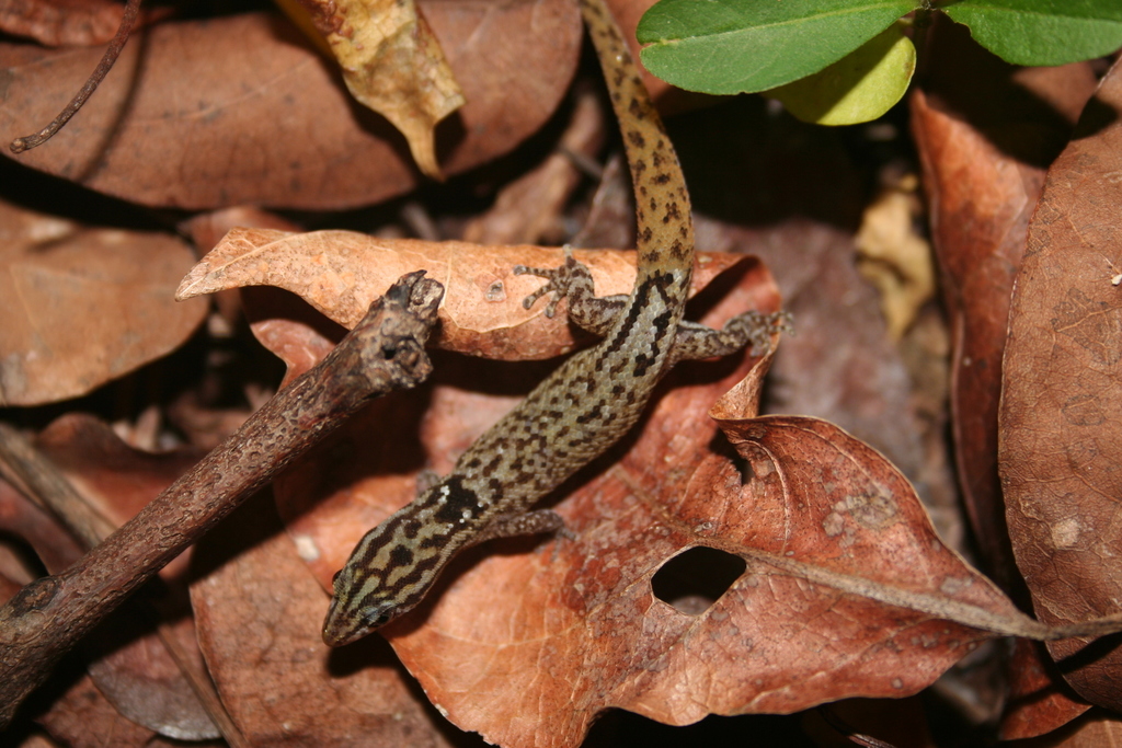Desecheo Dwarf Gecko