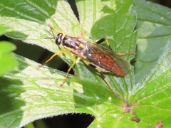 Xylomya simillima