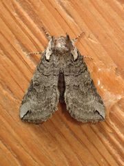 Euthyatira semicircularis