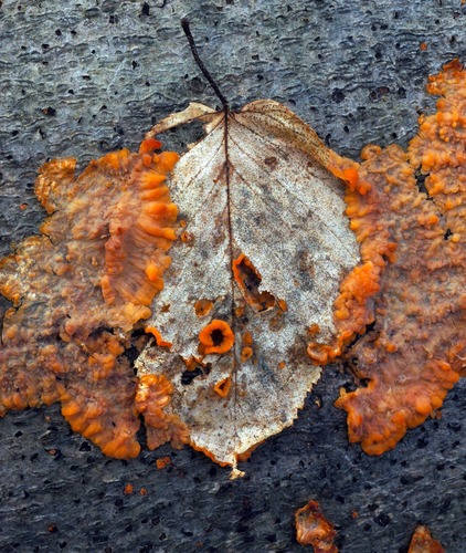 Spindulinis Raukšliagrybis nuotrauka