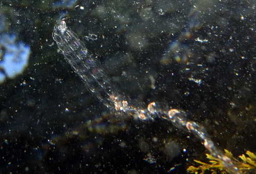 Common Siphonophore (Nanomia bijuga) · iNaturalist United Kingdom