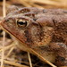 Southern Toad - Photo (c) Patrick Coin, some rights reserved (CC BY-NC-SA)