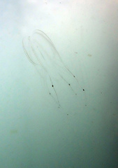 Bolinopsis microptera