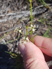 Platysace heterophylla