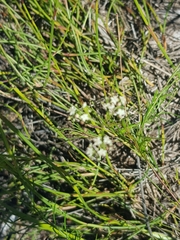 Platysace heterophylla