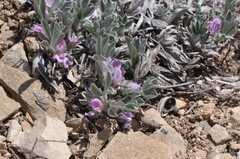 Astragalus tridactylicus