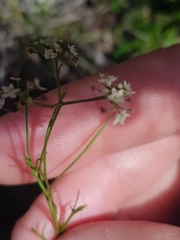 Platysace heterophylla