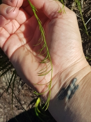 Platysace heterophylla