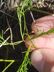 Platysace heterophylla