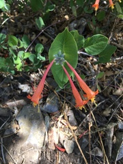 Lonicera arizonica