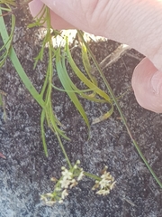 Platysace heterophylla