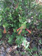 Lonicera arizonica