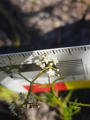 Platysace heterophylla