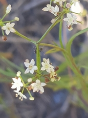 Platysace heterophylla