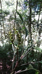 Dypsis catatiana