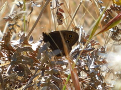 Cercyonis pegala boopis